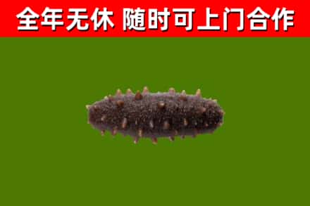 门源回收海参干
